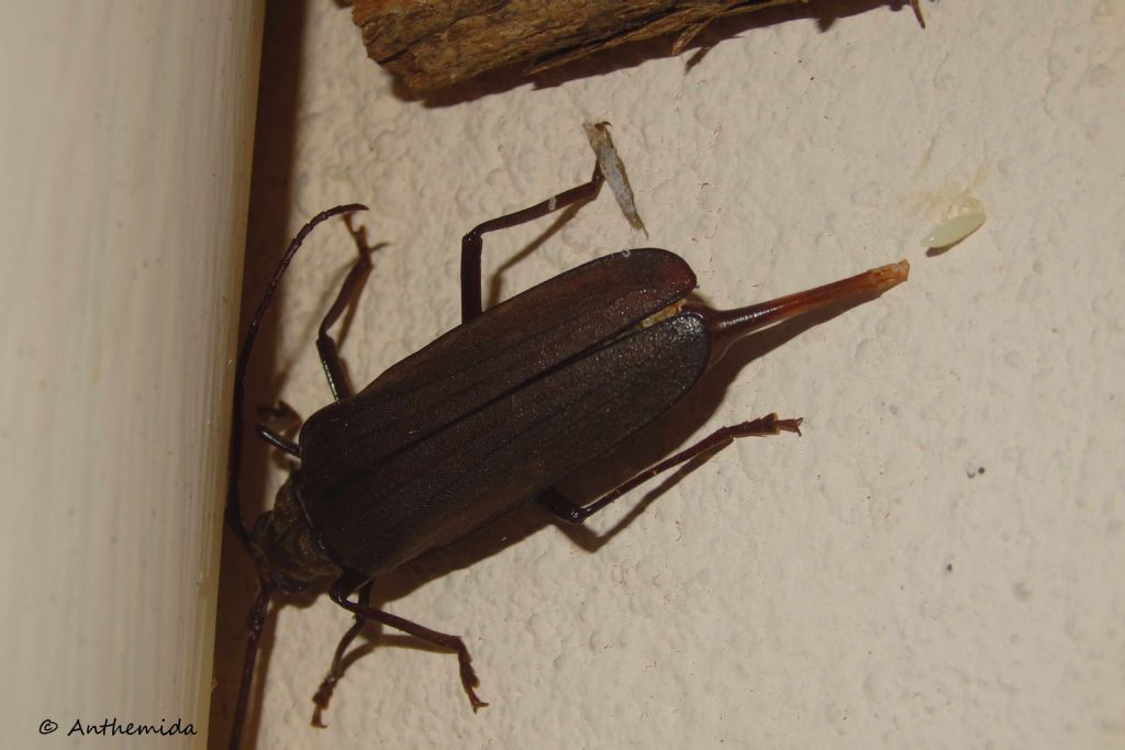 Cerambycidae:  Aegosoma scabricorne, femmina